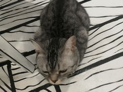 -白夜2D咖啡馆