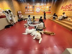 -和它·交个朋友·狗咖猫咖(爱琴海店)