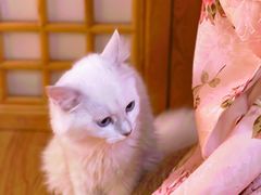 -猫にゃん · 猫的隐藏屋猫咖(麦地旗舰店)