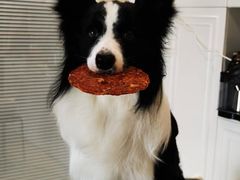 -乐琪宠物(青塔西路店)