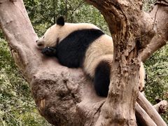 -都江堰中华大熊猫苑