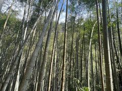-黄山翡翠谷景区