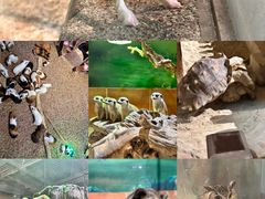 -萌宠奇缘(荣鼎店)