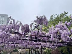 -嘉定紫藤园