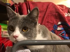 -猫大福·Fortune Cat猫舍(百子湾店)