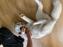 -Husky Go! 哈士奇体验馆·宠物咖啡厅狗咖