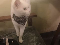 -猫色咖啡·猫咖