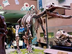 -陕西自然博物馆