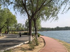 -丁香湖公园