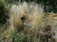 -墨尔本皇家植物园