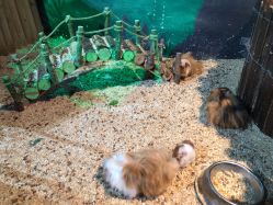 -酷嗒动物文化乐园(cutezoo西溪乐天城店)