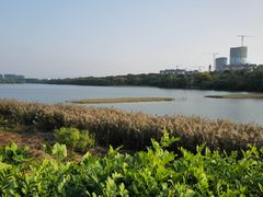 -华侨城湿地公园