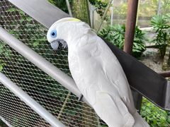 -新加坡飞禽公园