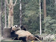 -中国大熊猫保护研究中心雅安碧峰峡基地