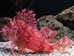-暹罗海洋世界
