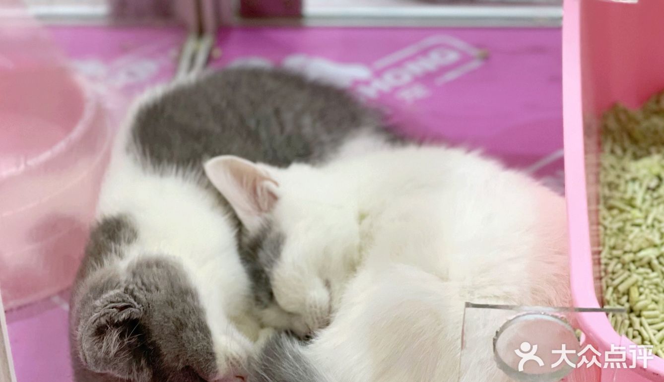 初春🌸阳光☀️午后，猫猫🐱都在睡大觉💤