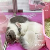 初春🌸阳光☀️午后，猫猫🐱都在睡大觉💤