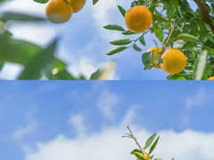 -上海滨江森林公园