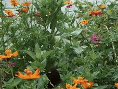 -丫丫蟹庄·苏式园林农家乐·阳澄湖大闸蟹(阳澄湖莲花岛店)