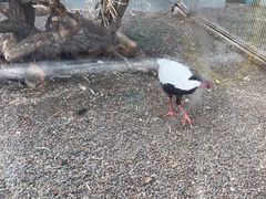 -青藏高原野生动物园