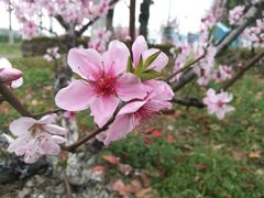 -田园东方蜜桃村的田野营地