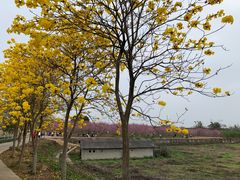 -天适樱花悠乐园