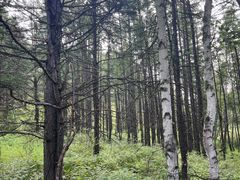 -莫尔道嘎国家森林公园