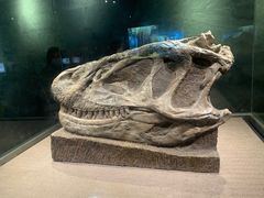 -自贡恐龙博物馆