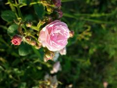 android_upload_pic-瑶湖郊野森林公园