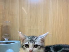 -袖虎宠物·金渐层缅因猫舍(灵芝店)