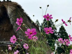 -白川乡与五箇山的合掌构造村落