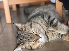 -猫大福·Fortune Cat猫舍(百子湾店)