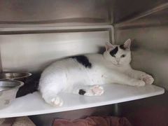 -安安宠医·臻爱宠物医院(簇锦北路分院)