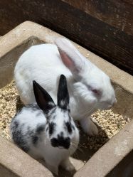 -酷嗒动物文化乐园(cutezoo西溪乐天城店)