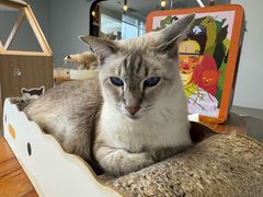 -Cappucimeow猫咪咖啡馆(韦伯时代店)