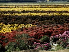 -中国天府农业博览园