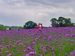 -西京湾花海
