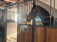 -北京群众马术培训基地