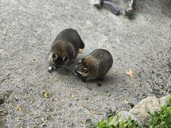 -上海野生动物园