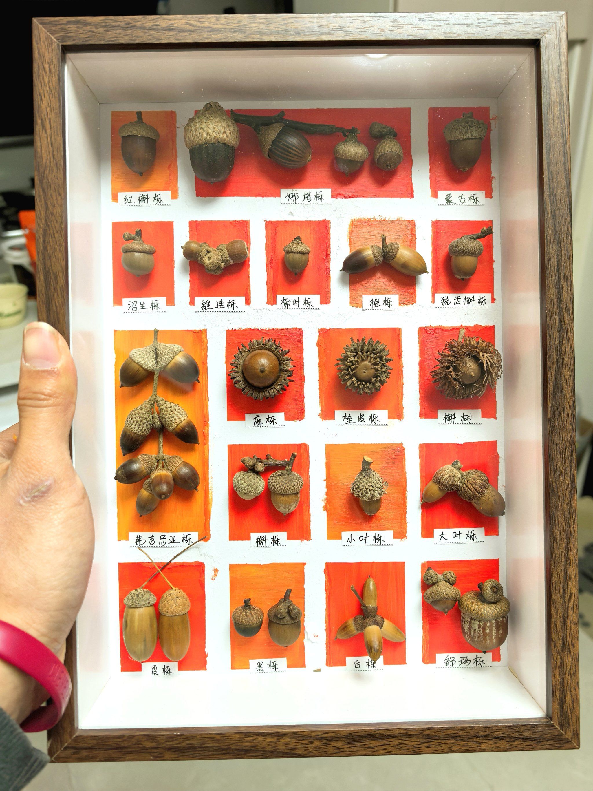 快过年咯!给家里墙上挂个喜庆的橡果标本画框