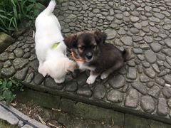 -九华山风景区月身宝殿