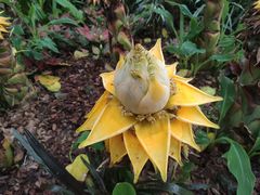 -中国科学院华南植物园