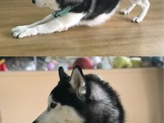-Husky Go! 哈士奇体验馆·宠物咖啡厅狗咖