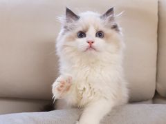 -lincat·猫舍(广州店)