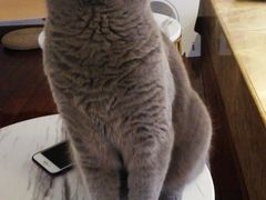 -Catmate·猫肥家润(金润铂宫店)