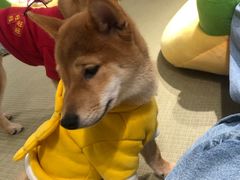 -逗柴咖啡屋·狗咖猫咖宠物桌游