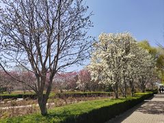 -洛阳市隋唐城遗址植物园