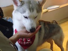 -Husky Go! 哈士奇体验馆·宠物咖啡厅狗咖
