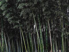 -何园