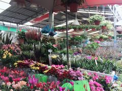 -曲阳花鸟市场(曲阳路店)
